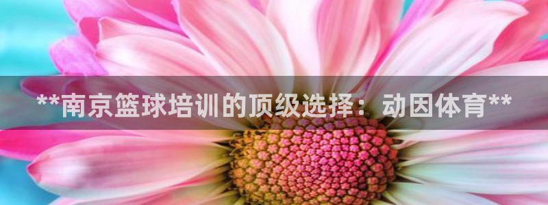 极悦娱乐代理人是谁啊：**南京篮球培训的顶级选择：动